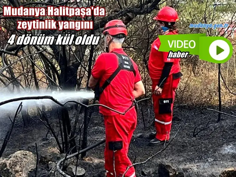Bursa’nın Mudanya ilçesinde zeytinlik yangını