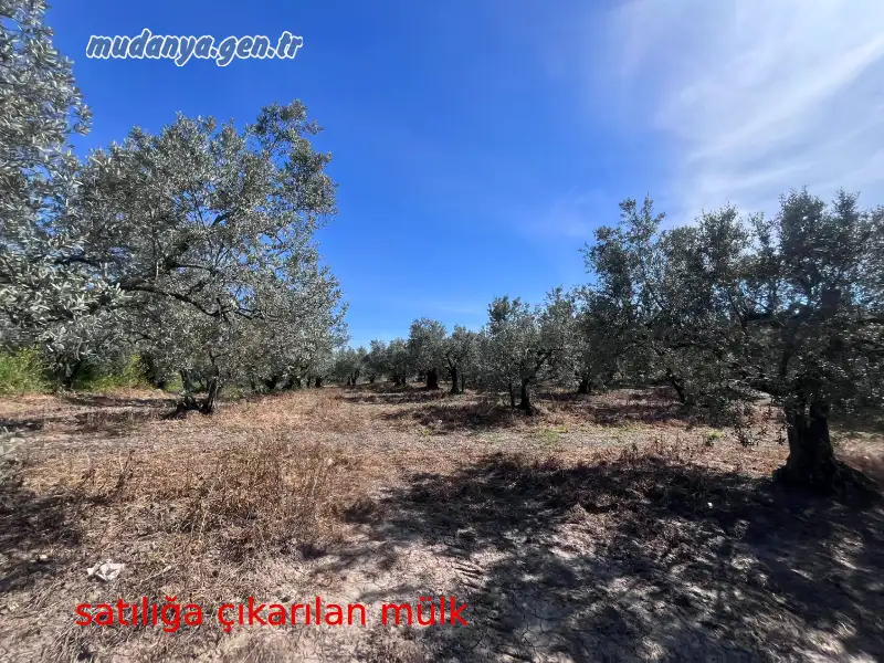 mudanya belediyesi satilik mulk guzelyali 2026 e