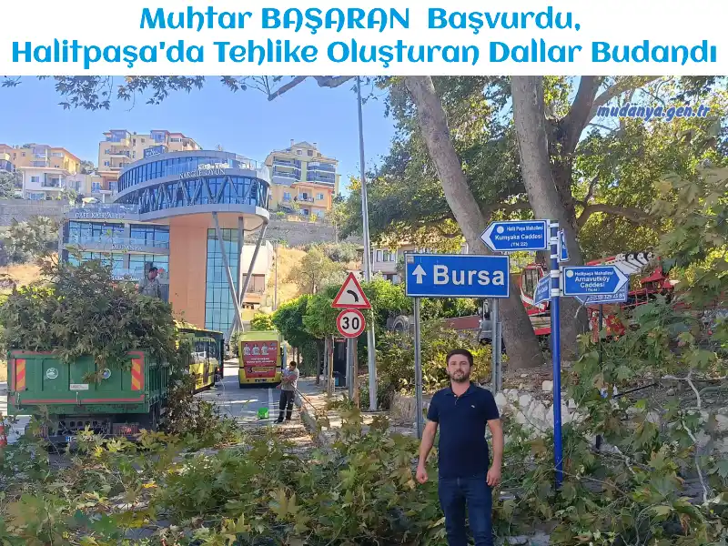 Muhtar BAŞARAN  Başvurdu, Halitpaşa'da Tehlike Oluşturan Dallar Budandı