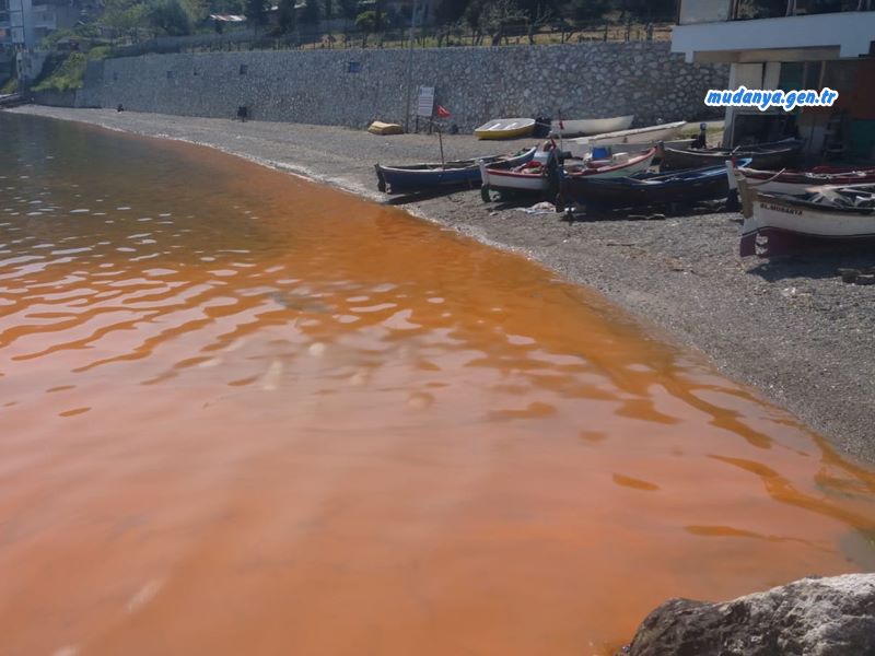 Mudanya Kıyılarında alg patlaması oldu