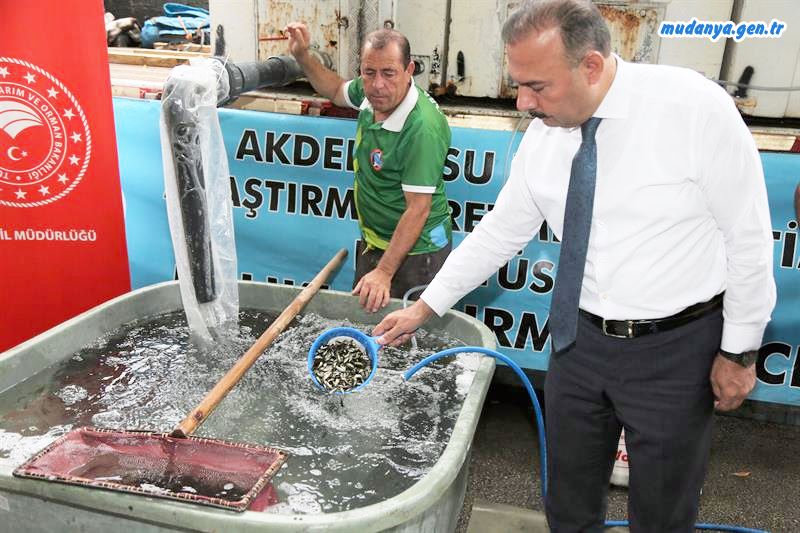 Bu yıl İznik, Nilüfer, İnegöl, Karacabey, Mudanya ve Yenişehir ilçelerindeki 10 göl ve gölete toplam 230 bin adet sazan yavrusu bırakıldı. Müdürlüğümüzce yapılan bu çalışma ile turizm yönünden dünyada oldukça önem arz eden sportif balıkçılık turizmi ve sürdürülebilir balıkçılık yapılabilmesi yönünden bölgenin alt yapısına katkı sağlaması amaçlanıyor.