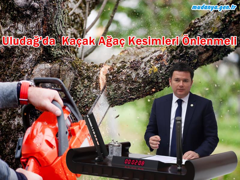 Uludağ’da Kaçak Ağaç Kesimine Karşı Neden Önlem Alınmıyor? 
