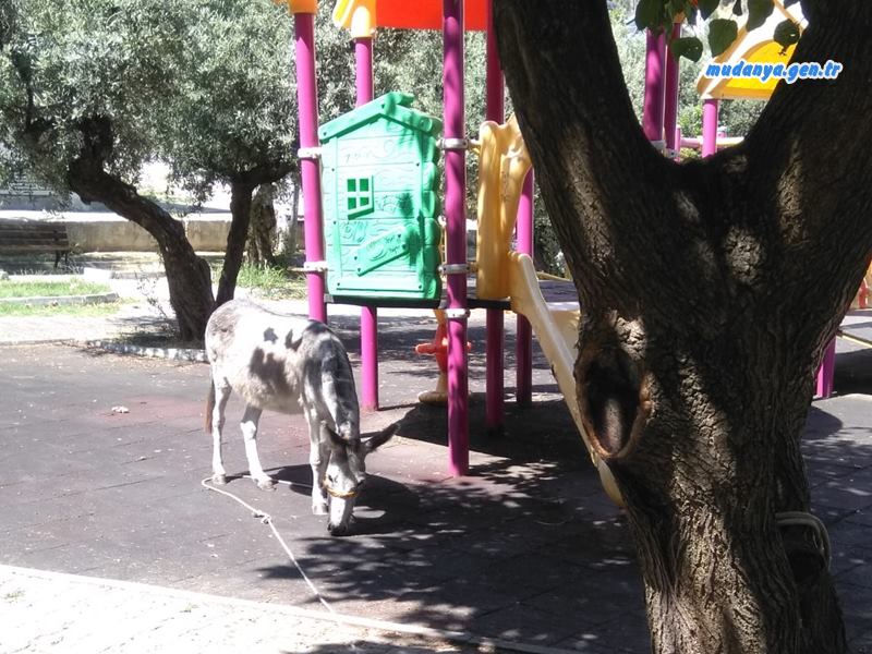 Mudanya PAPATYA Parkına Eşeğin Ettiğine Vatandaş Tepkisi