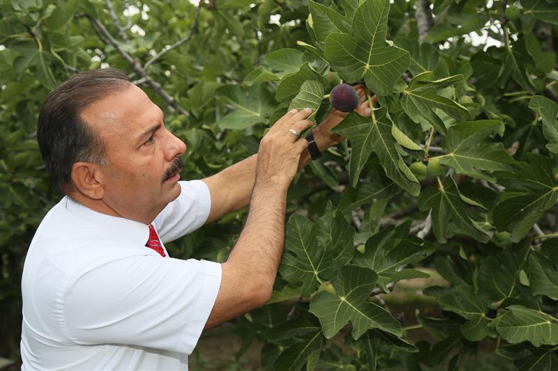 Bursa’nın Siyah Altını ‘İncir’