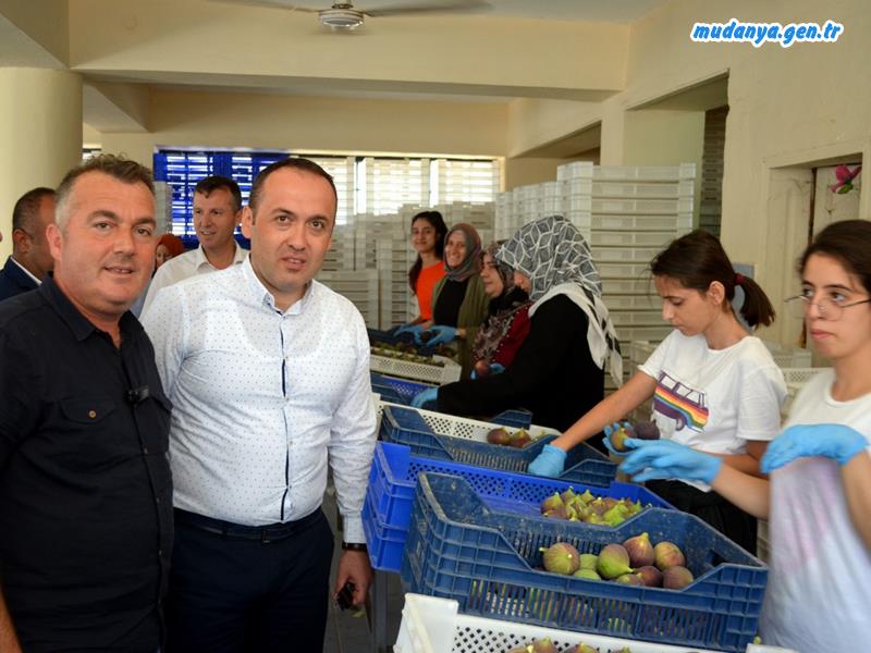 Mudanya'da İncir Hasadını Kaymakam SÖZER Başlattı.