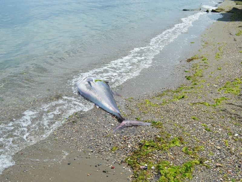90 kiloluk orkinos Mudanya sahiline vurdu