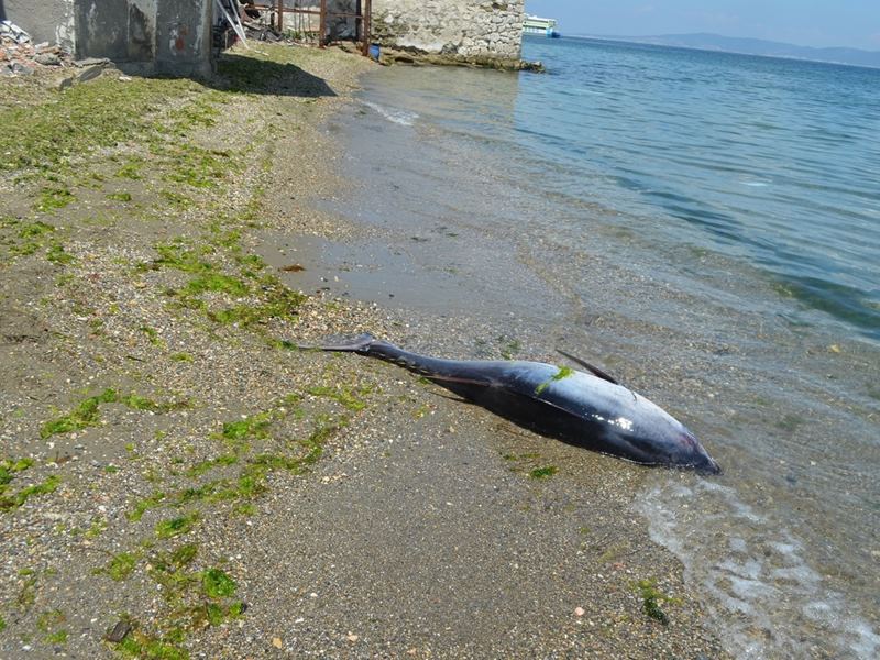 90 kiloluk orkinos Mudanya sahiline vurdu