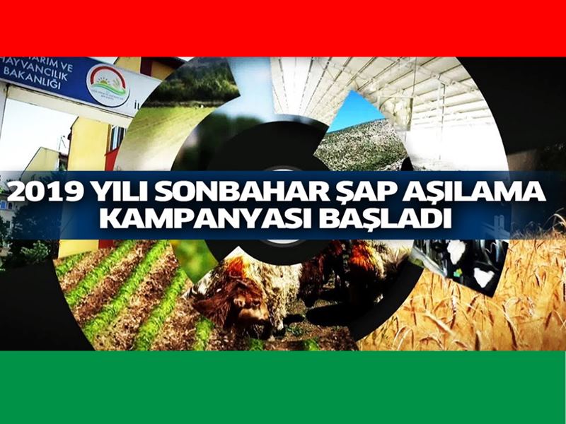 Mudanya'da Büyükbaş Hayvanlara Yönelik "Şap Aşılama Kampanyası"