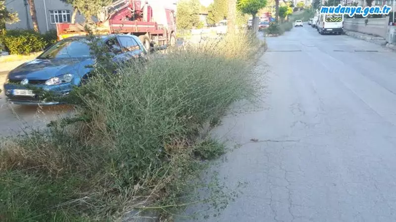 Mudanya Belediyesi Otları biçmedi. Mudanyalı şikayetçi